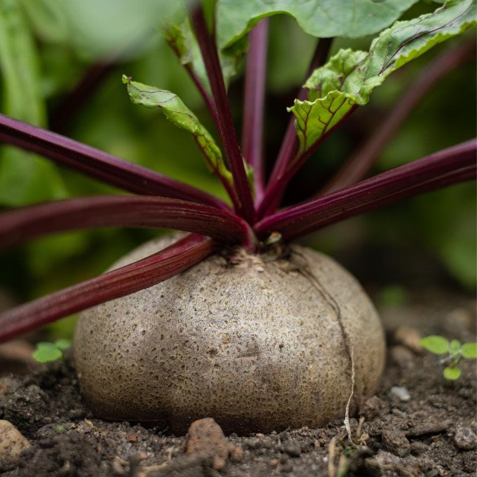 Rosy Red Beetroot Seeds