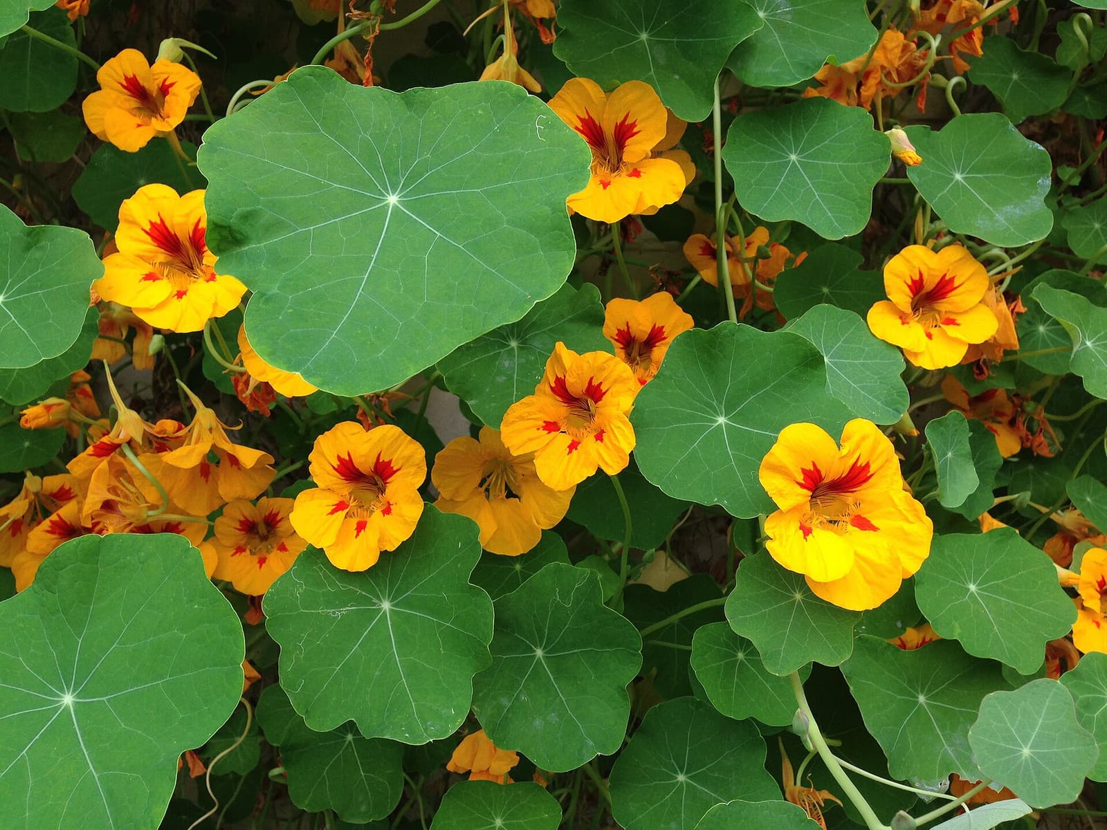 Reference image for Tropaeolum majus