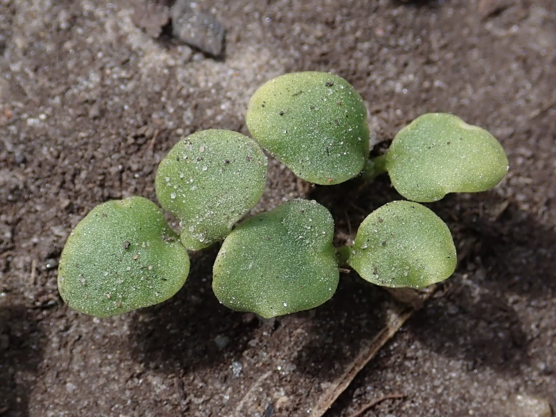 Reference image for Matthiola incana