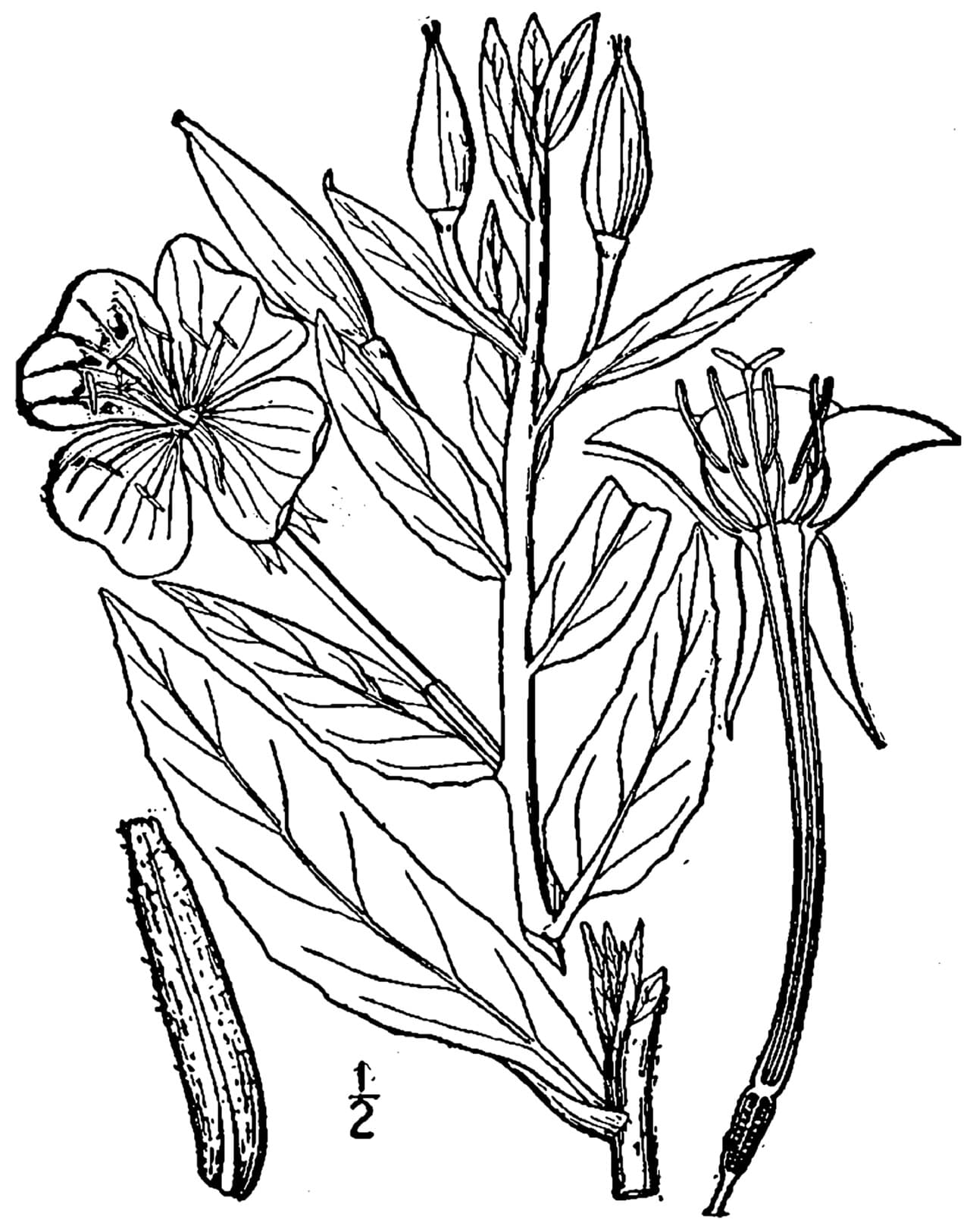 Reference image for Oenothera
