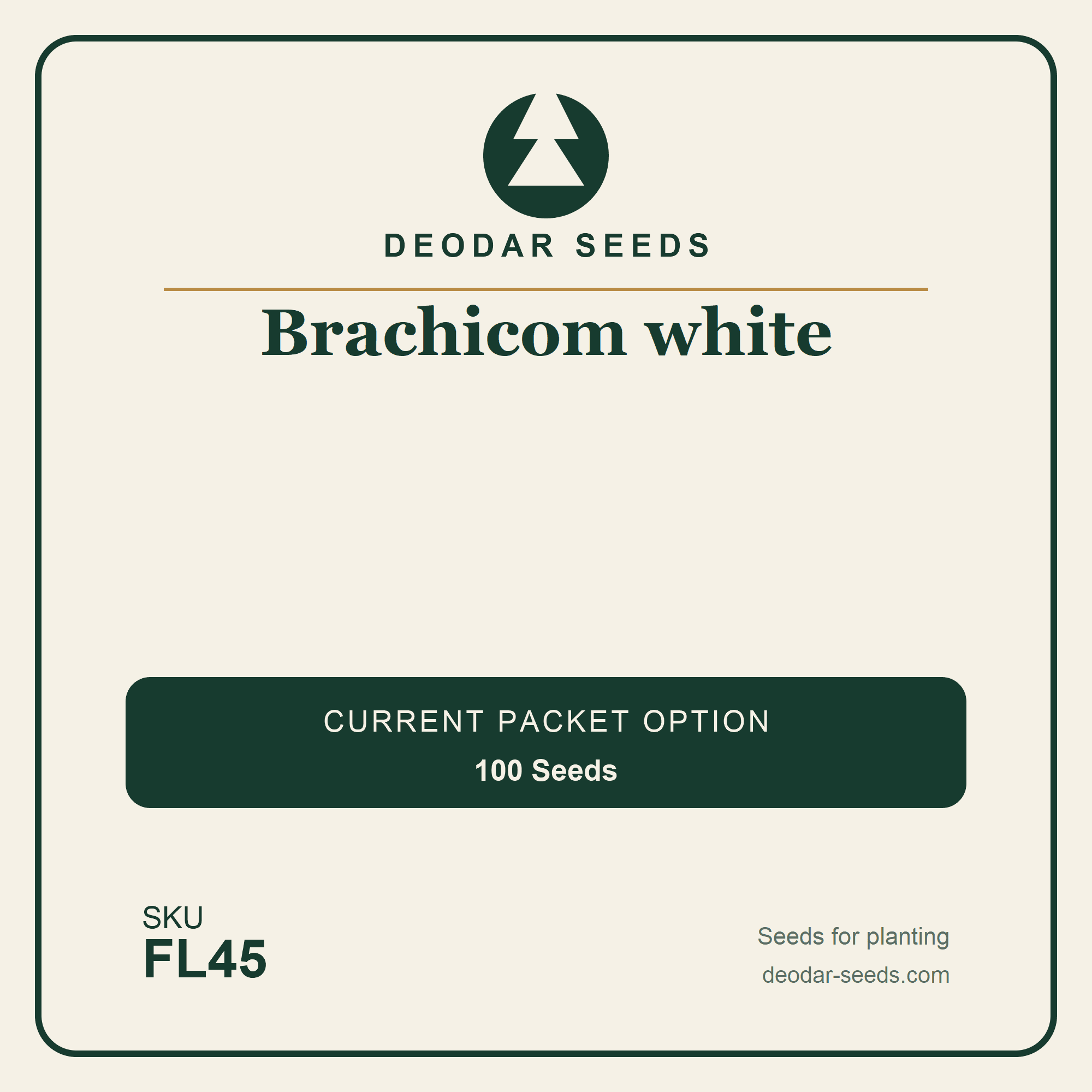 Brachicom white Seeds