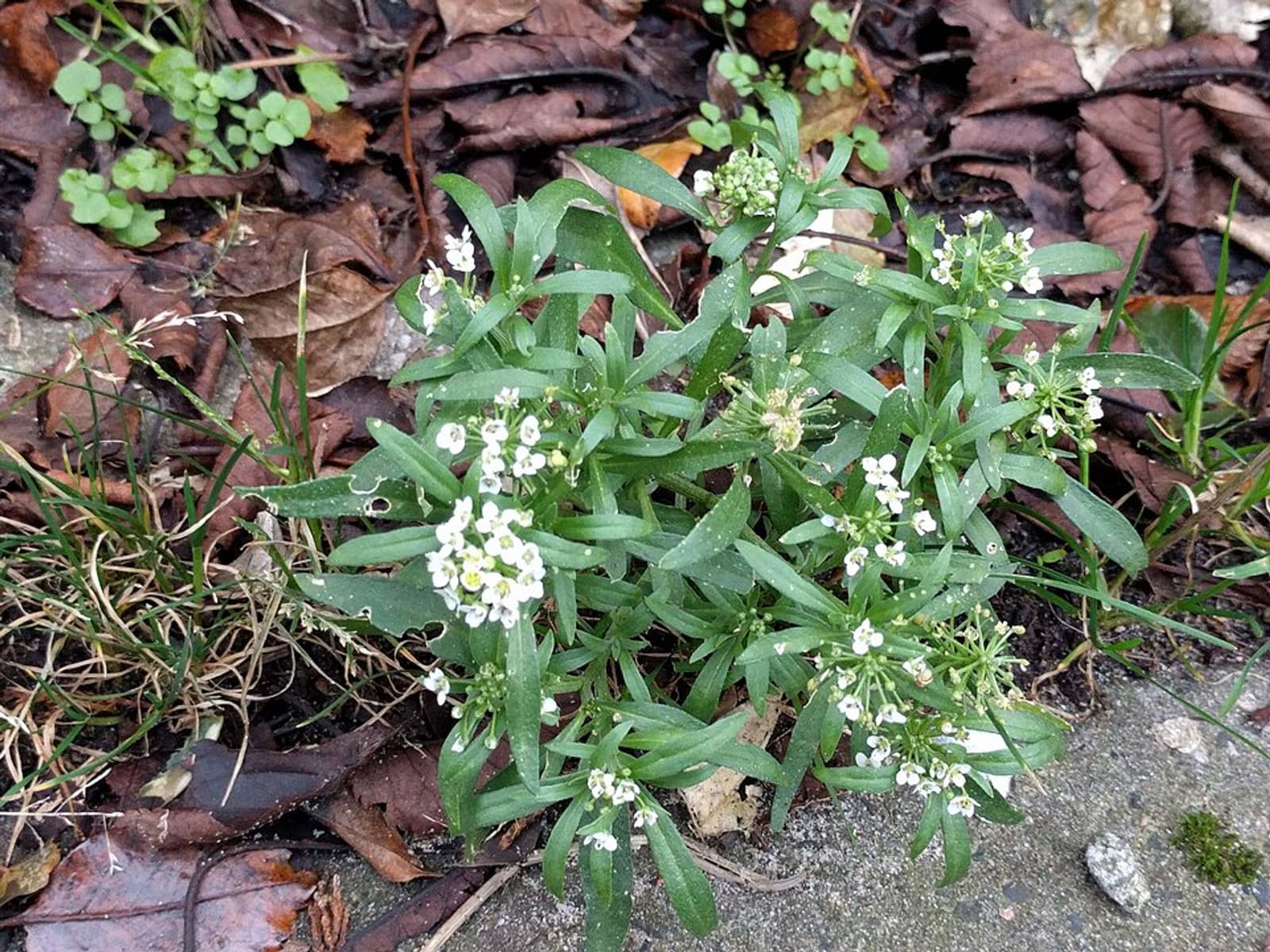 Reference image for Alyssum mix Seeds