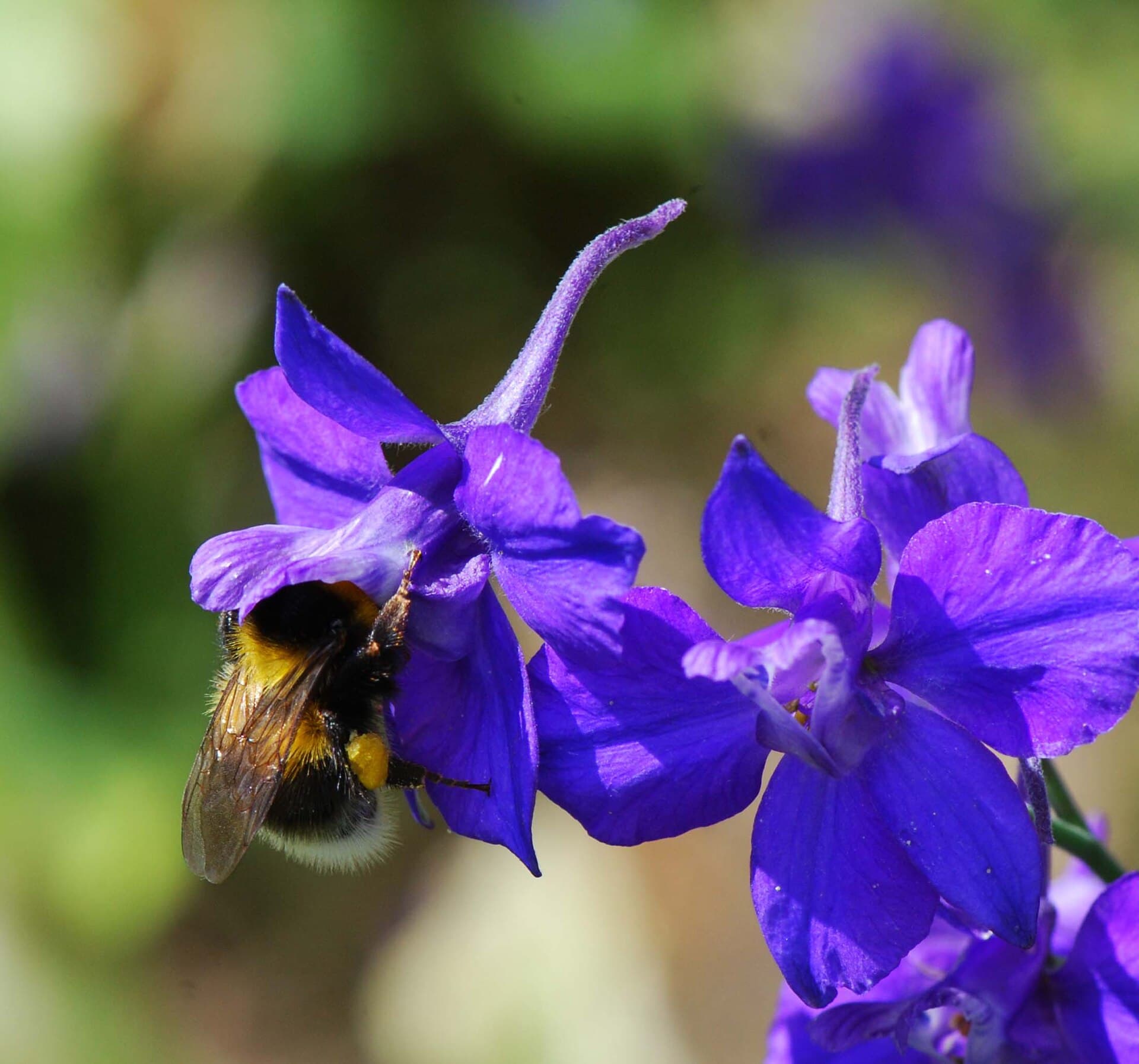 Reference image for Delphinium