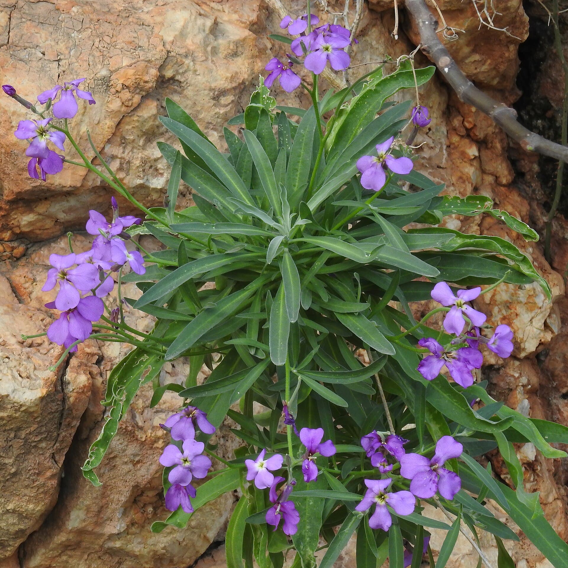 Reference image for Matthiola incana