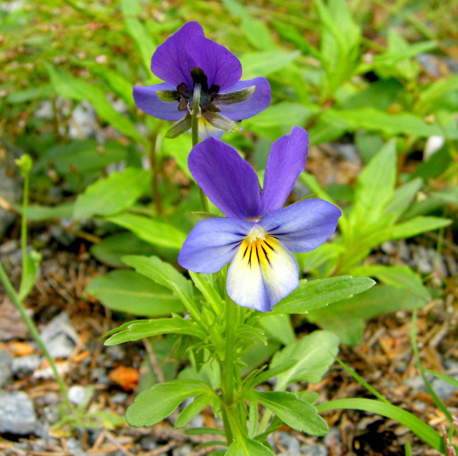 Reference image for Viola tricolor