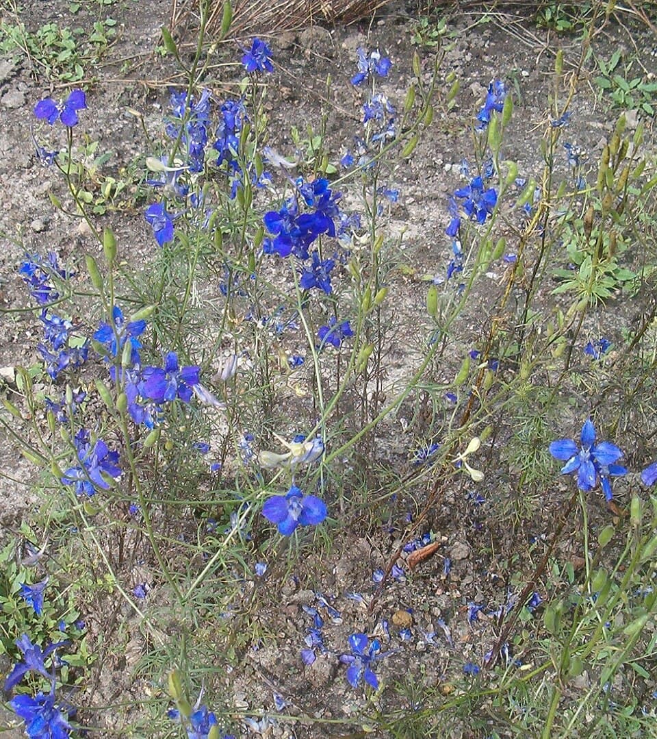 Reference image for Delphinium