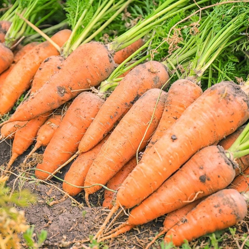 Carrot vitamin Seeds
