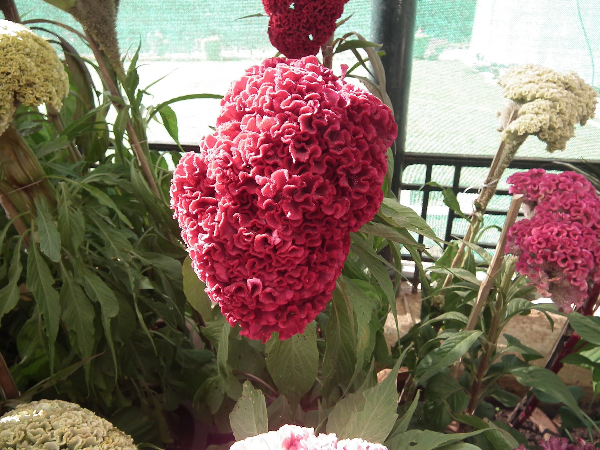Reference image for Celosia