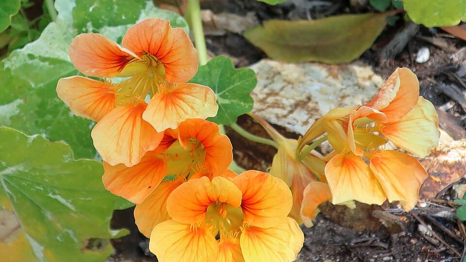 Reference image for Tropaeolum majus