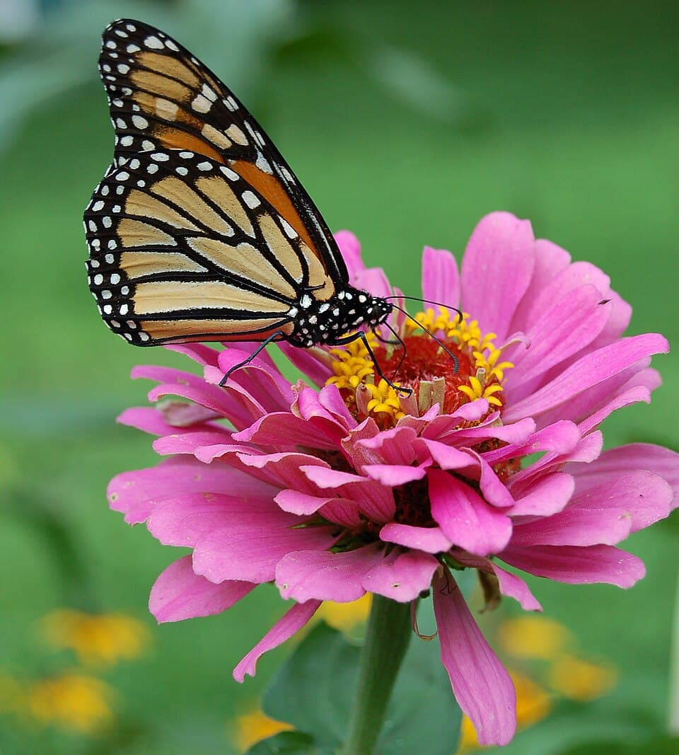 Reference image for Zinnia