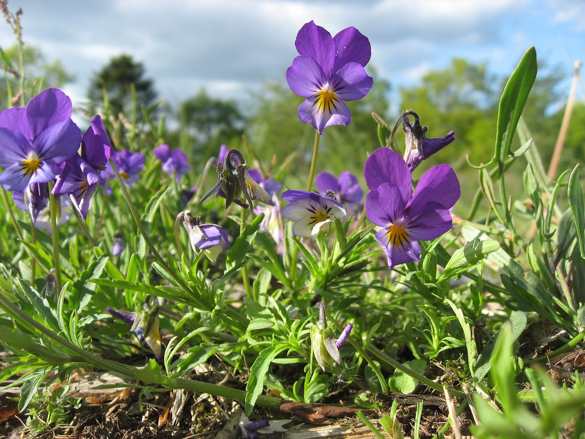 Reference image for Viola tricolor