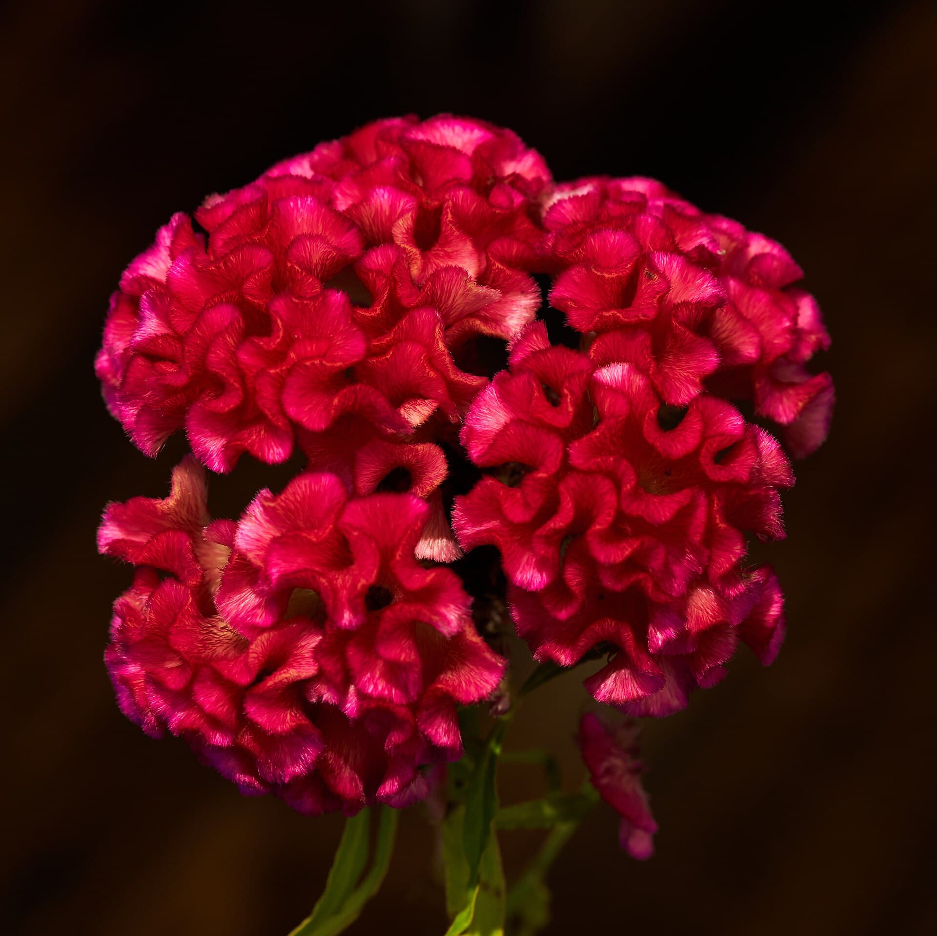 Reference image for Celosia