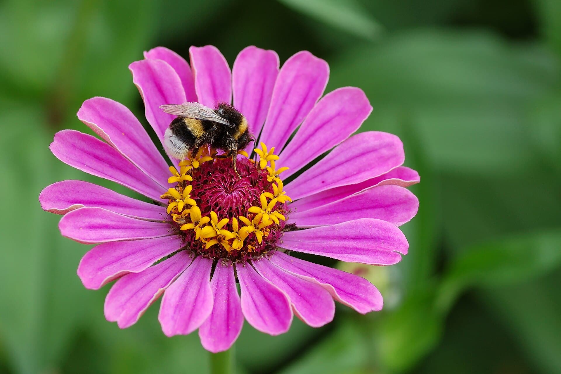 Reference image for Zinnia
