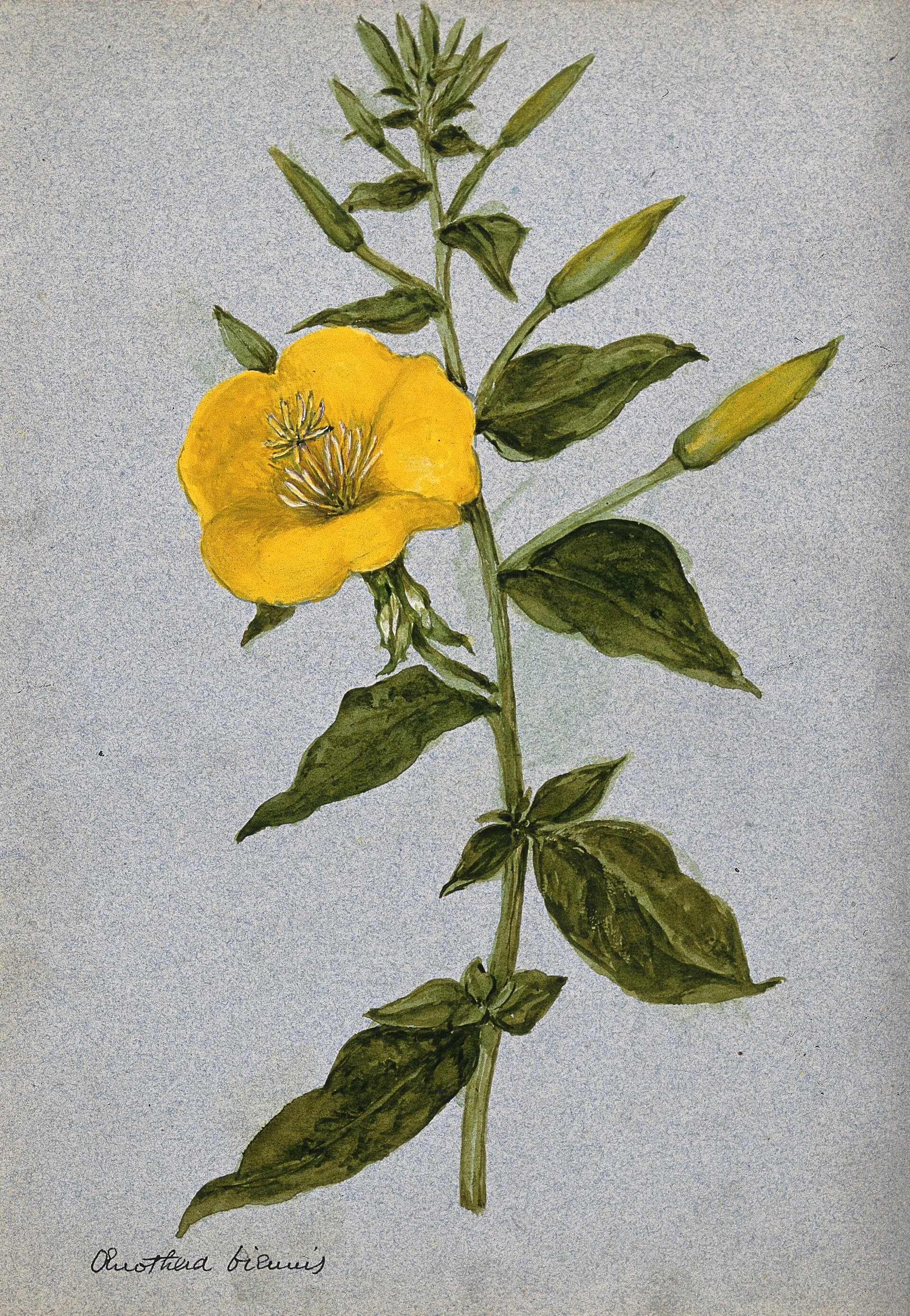 Reference image for Oenothera