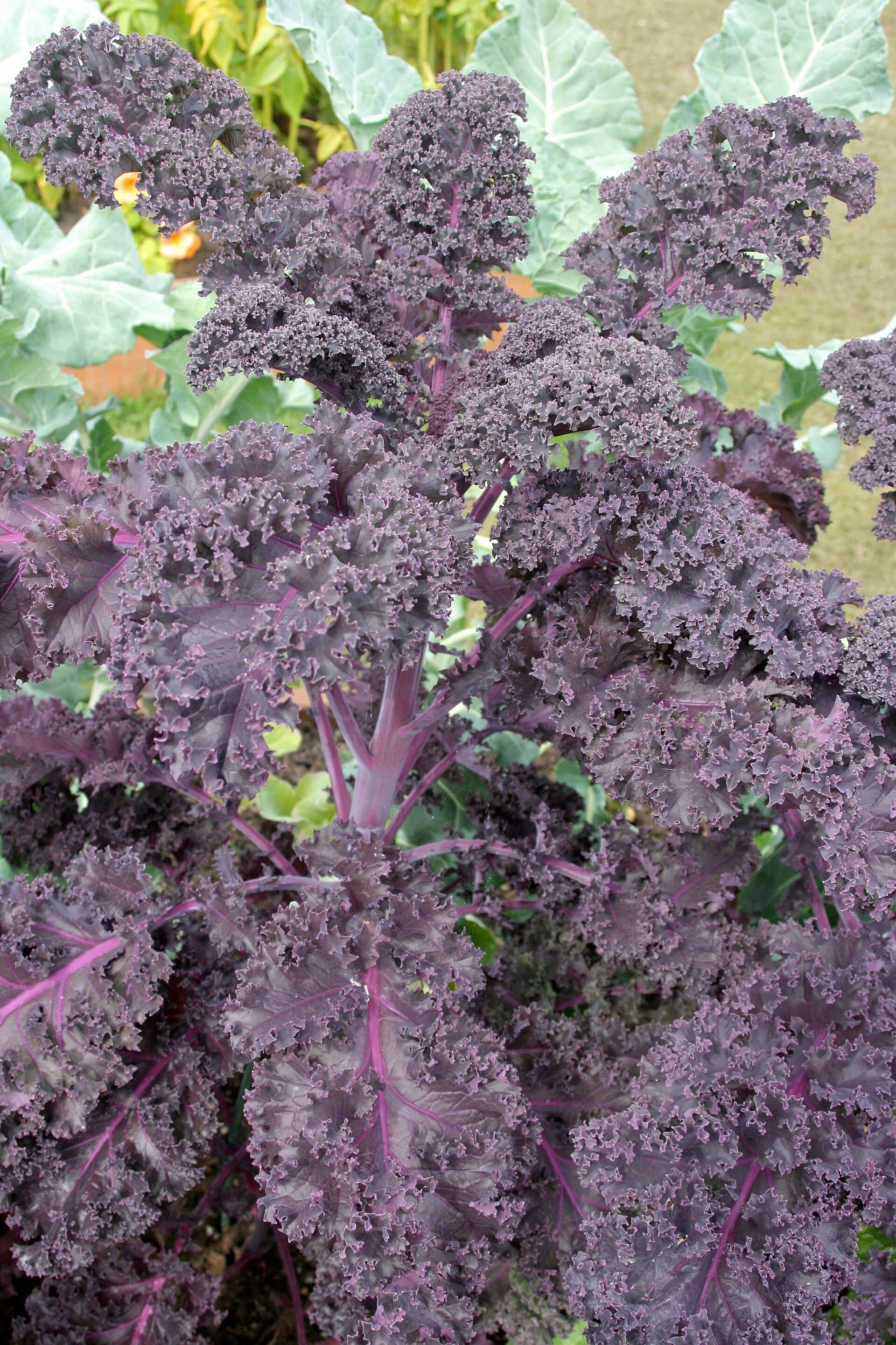 Reference image for Brassica oleracea