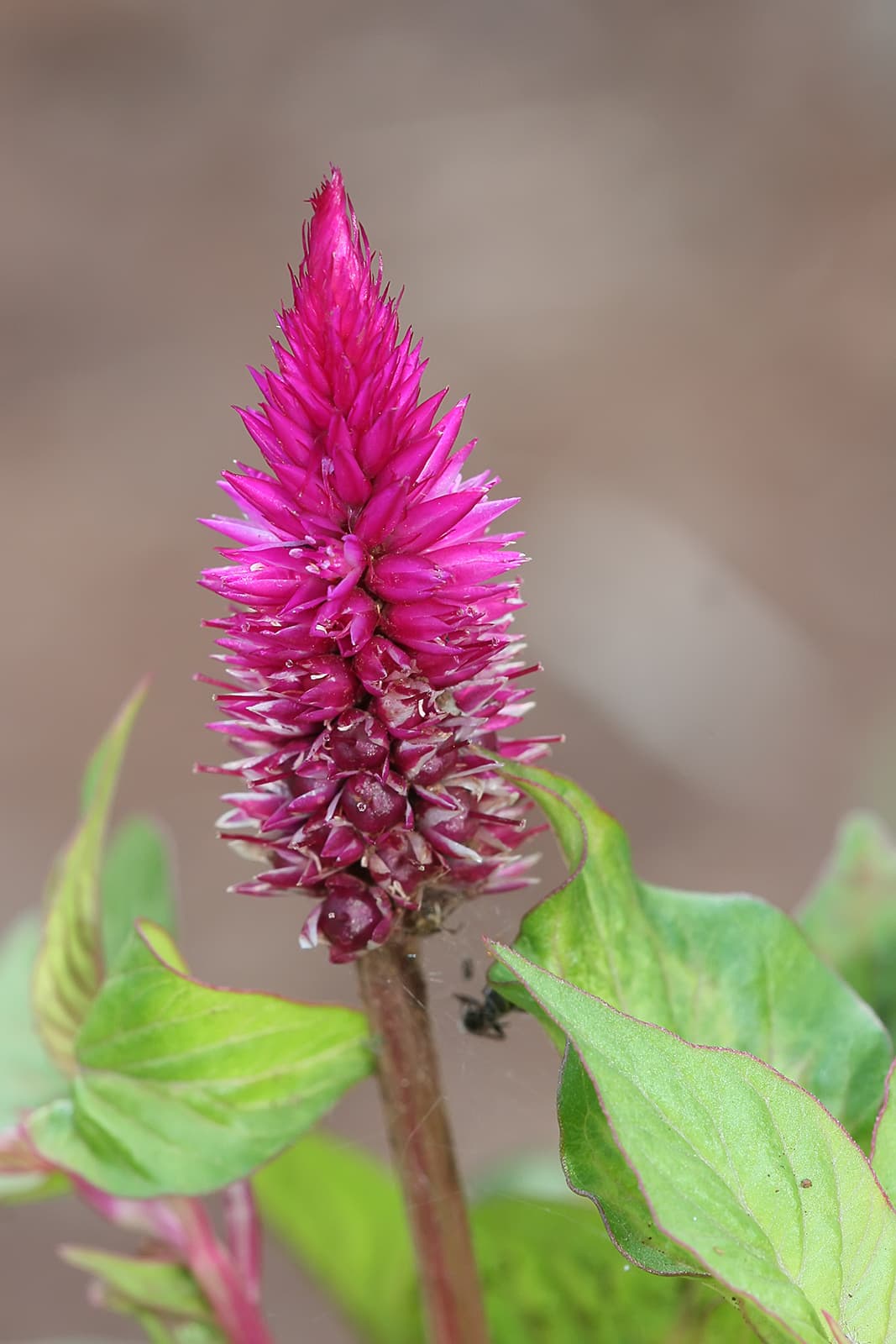 Reference image for Celosia