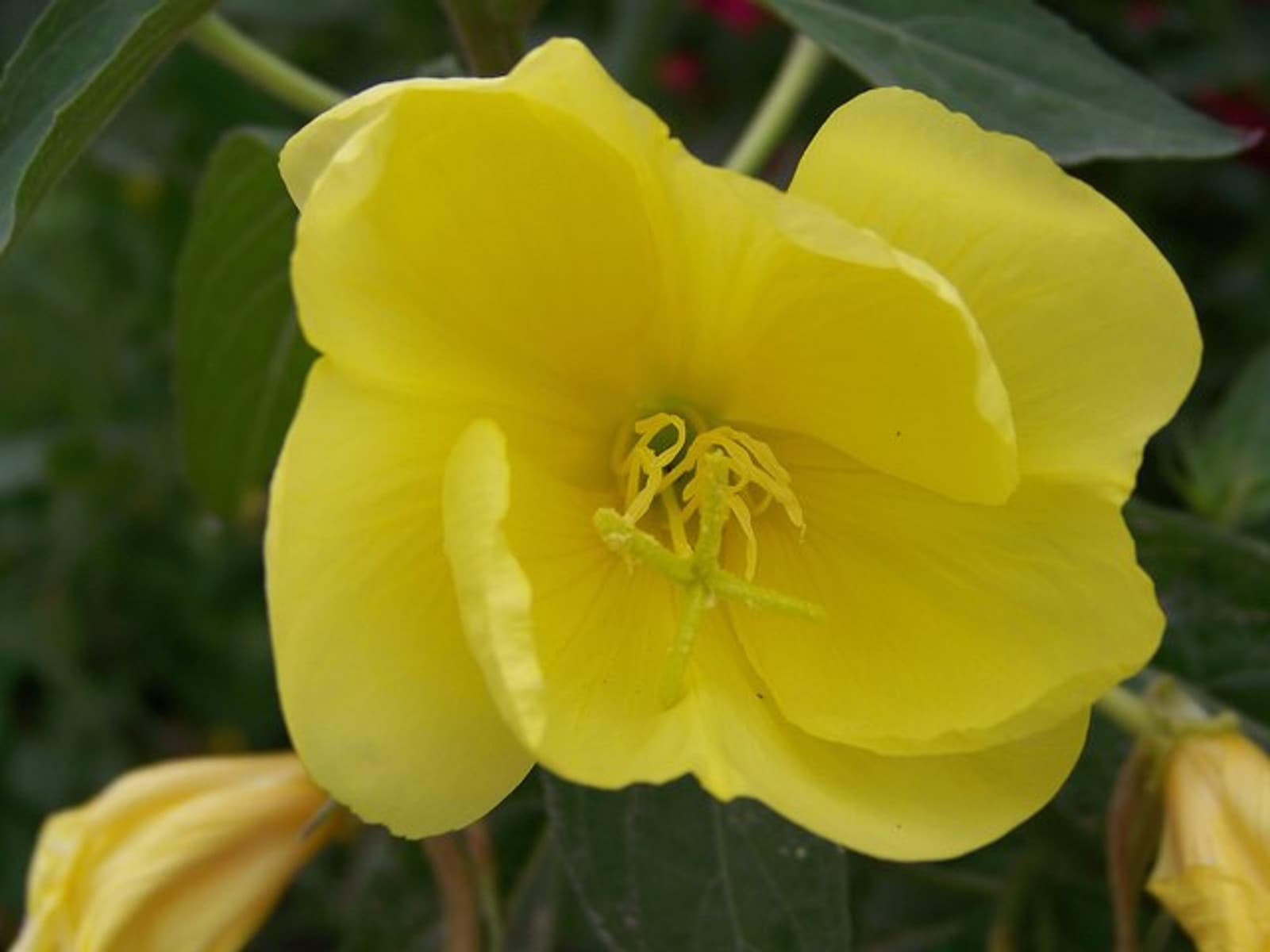 Reference image for Oenothera