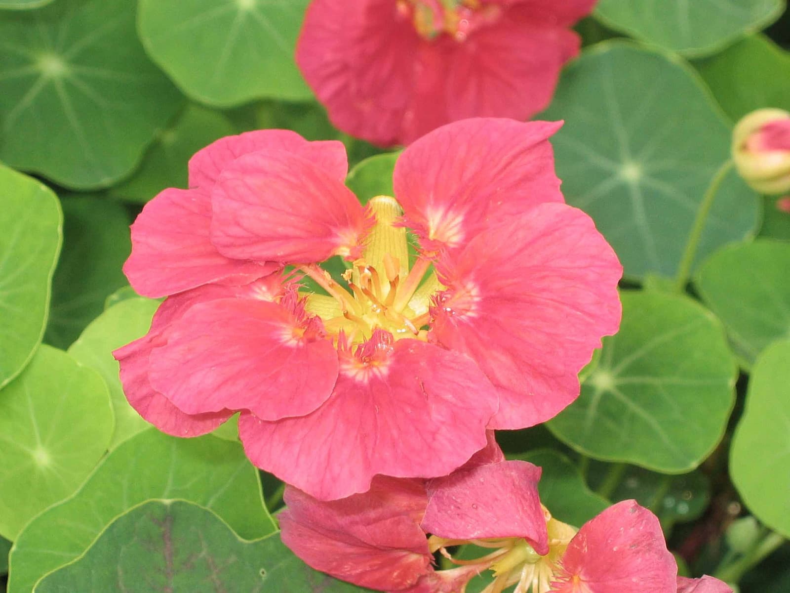 Reference image for Tropaeolum majus