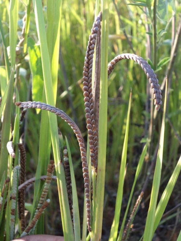 Kodo Millet Seeds