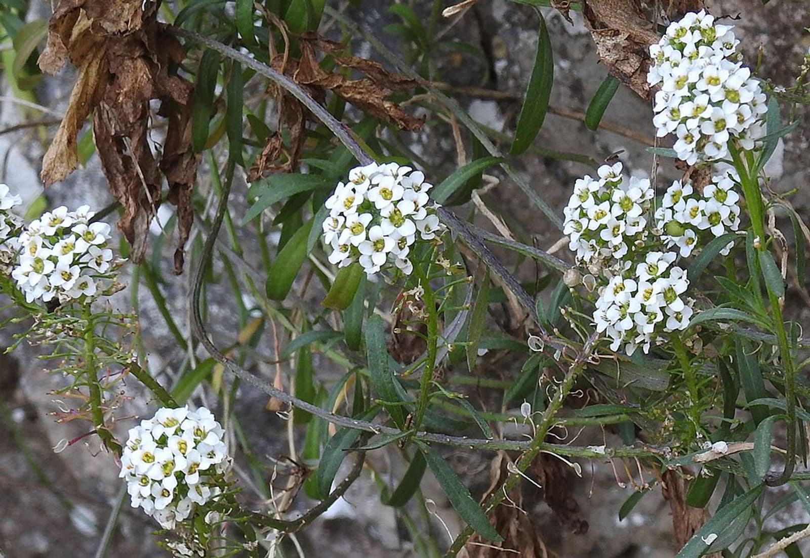 Reference image for Alyssum mix Seeds
