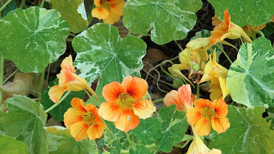 Reference image for Tropaeolum majus