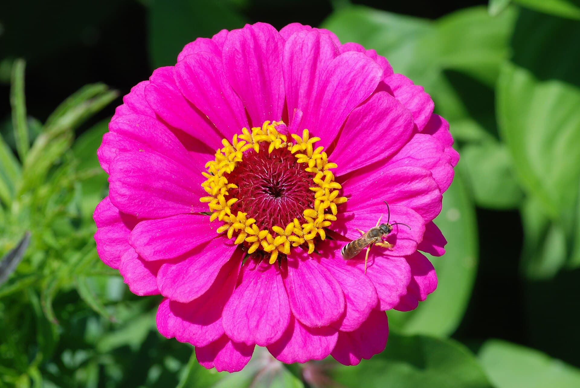 Reference image for Zinnia
