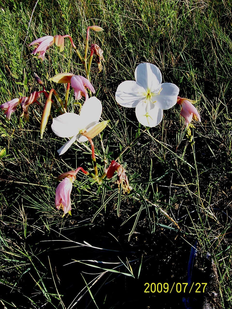 Reference image for Oenothera