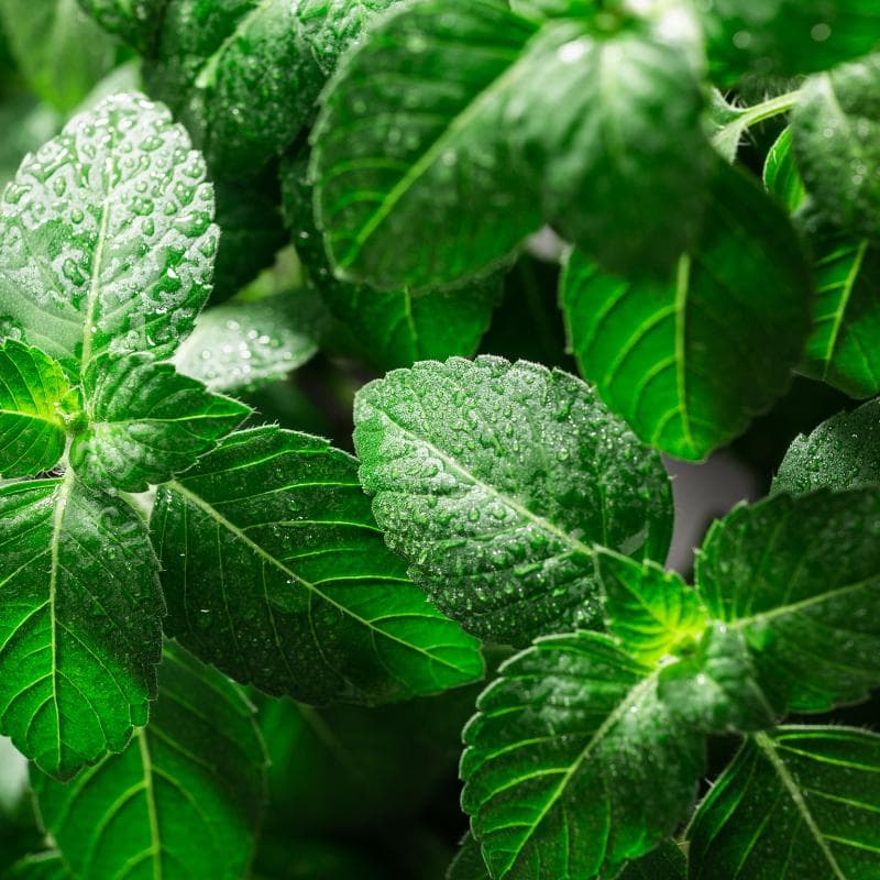 Holy basil, Rama Tulsi Seeds — product photo 7