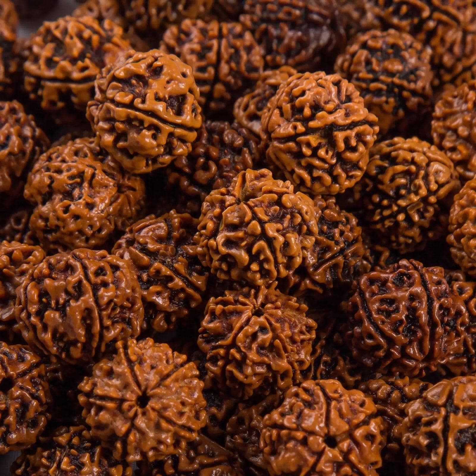 Elaeocarpus Ganitrus, Rudraksha tree Seeds