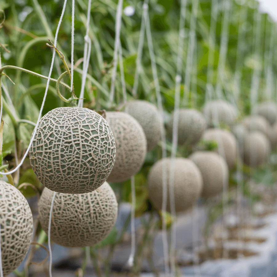 Musk melon Madhu Ras Seeds