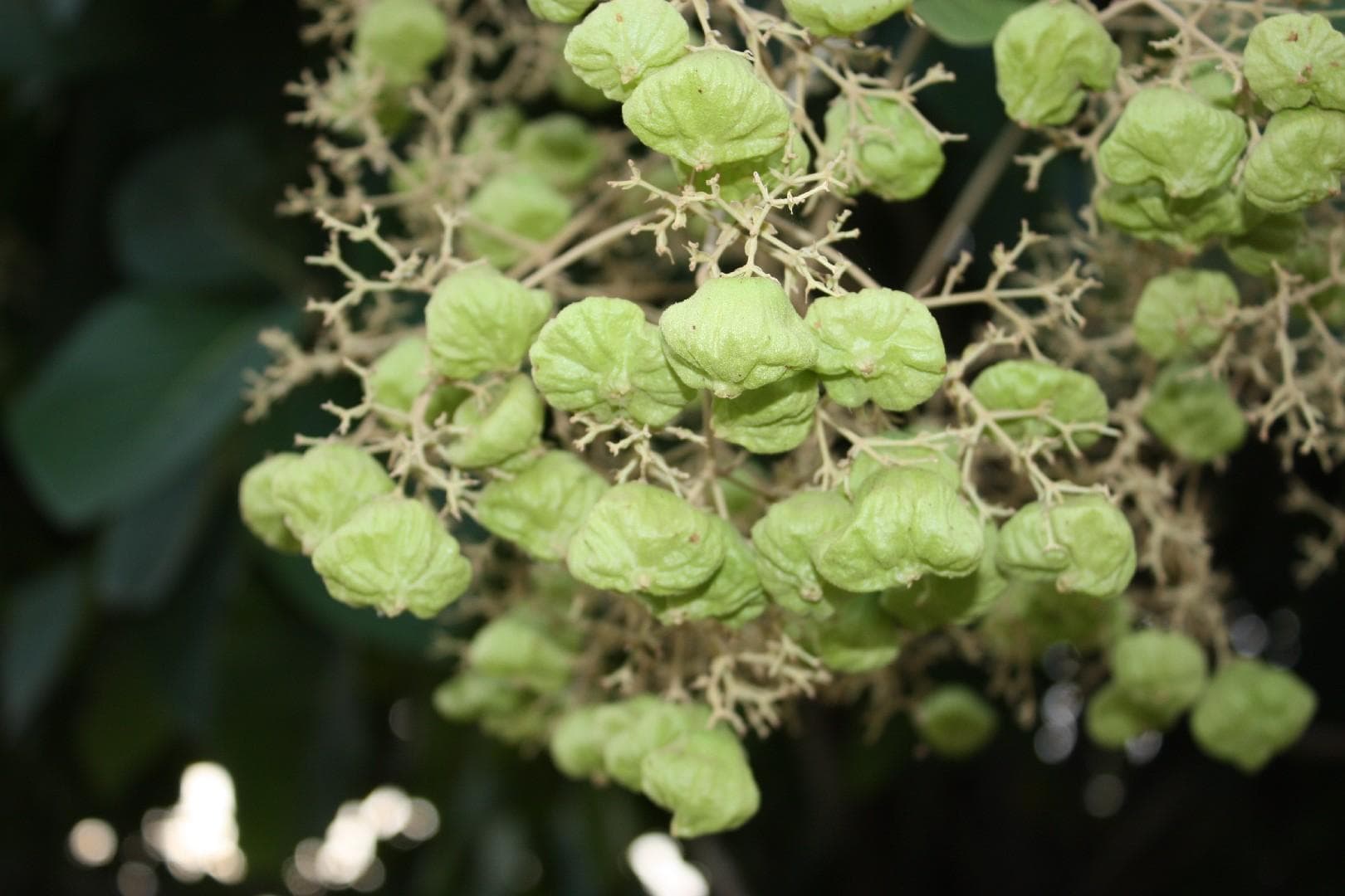 Teakwood, Sagwan Seeds — product photo 18