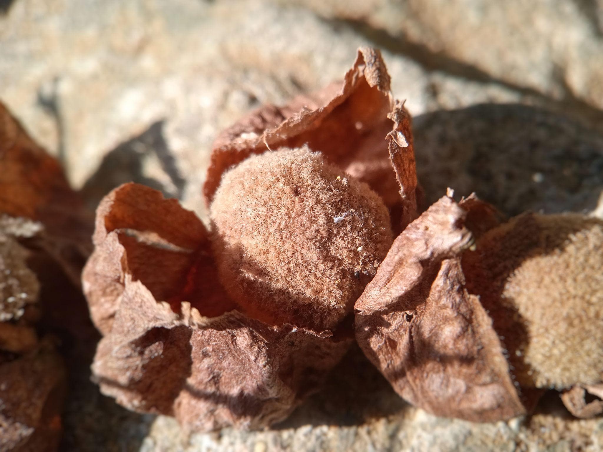 Teakwood, Sagwan Seeds — product photo 2