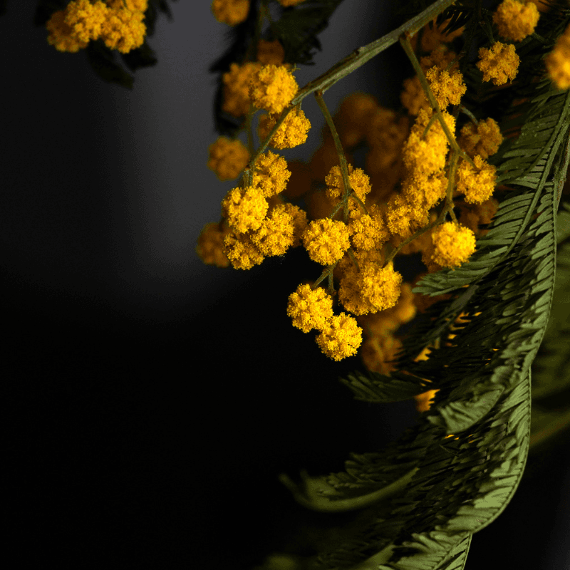 Acacia farnesiana, Mimosa farnesiana Seeds
