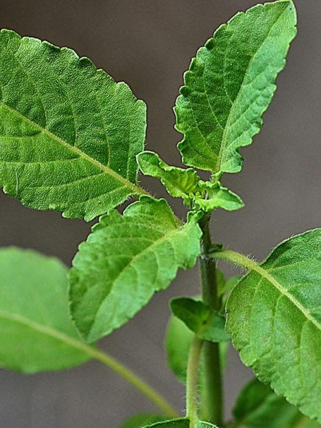 Holy basil, Rama Tulsi Seeds — product photo 14