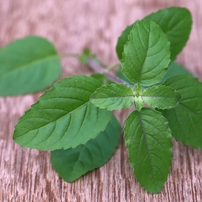 Holy basil, Rama Tulsi Seeds — product photo 10