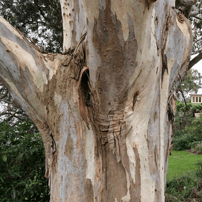Forest Red Gum, Eucalyptus tereticornis Seeds