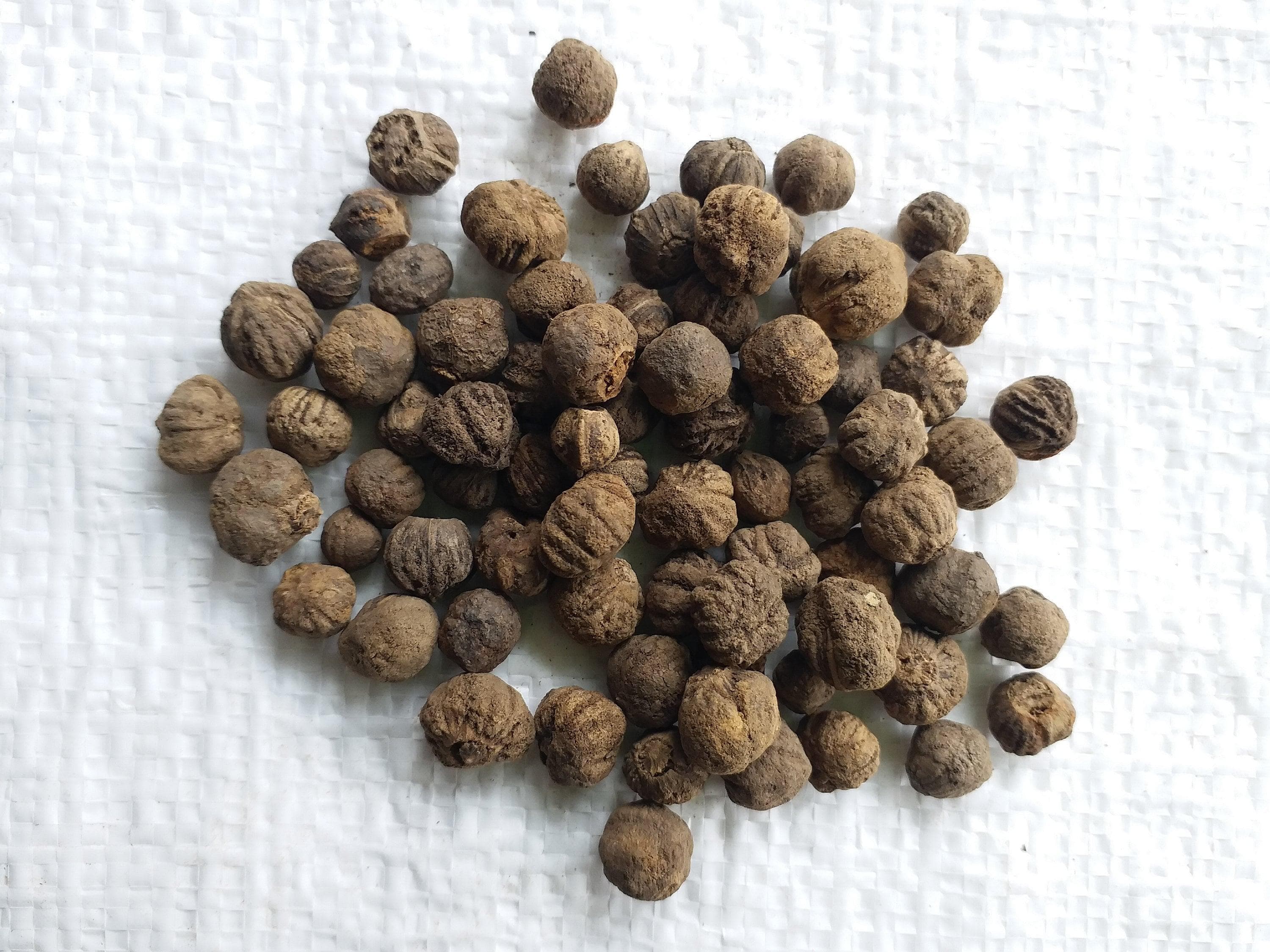 Teakwood, Sagwan Seeds — product photo 10