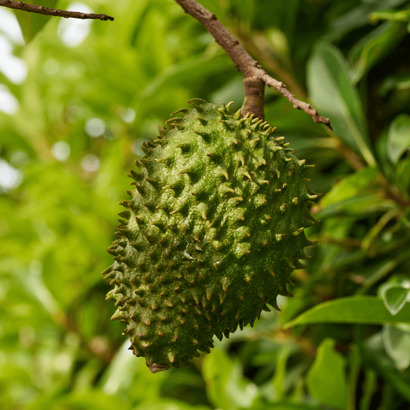 Soursop, Graviola Seeds