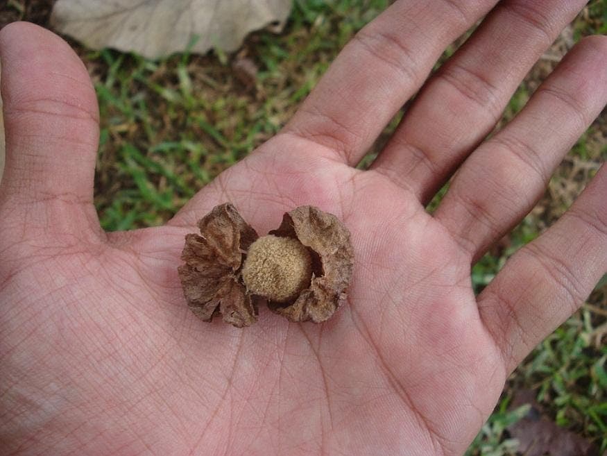 Teakwood, Sagwan Seeds — product photo 4