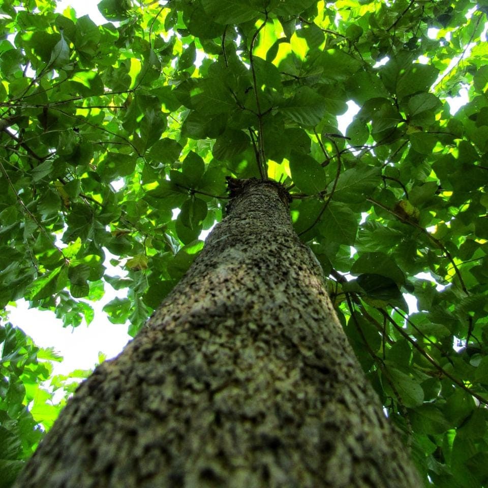 Teakwood, Sagwan Seeds