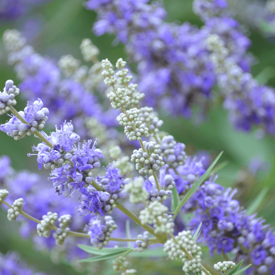 Vitex, Nirgundi, Vitex agnus-castus Seeds