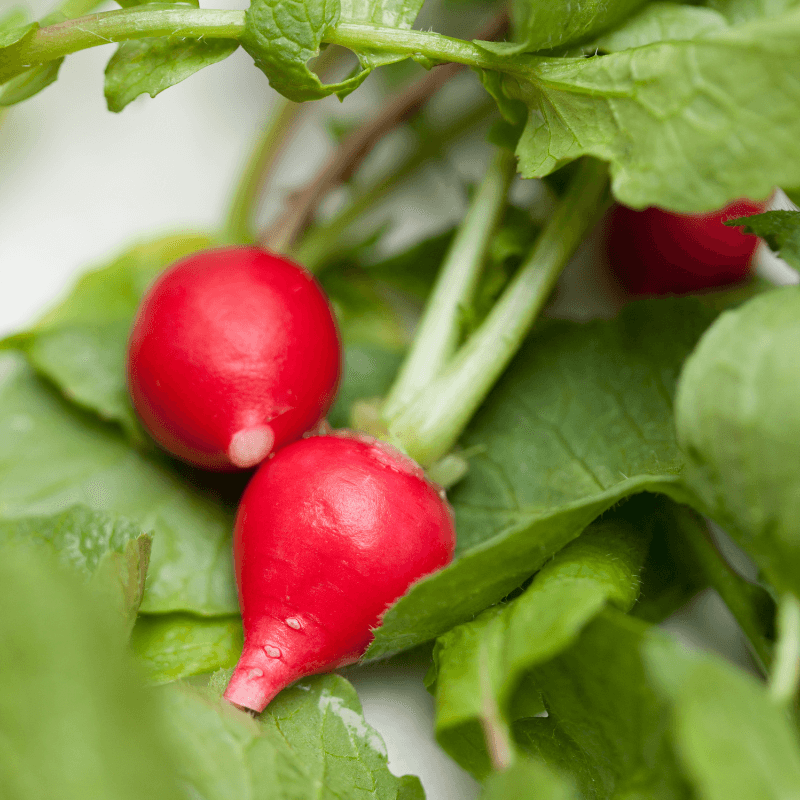 Radish bombay red Seeds