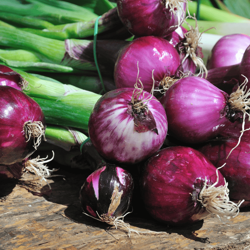 Onion selection red Seeds