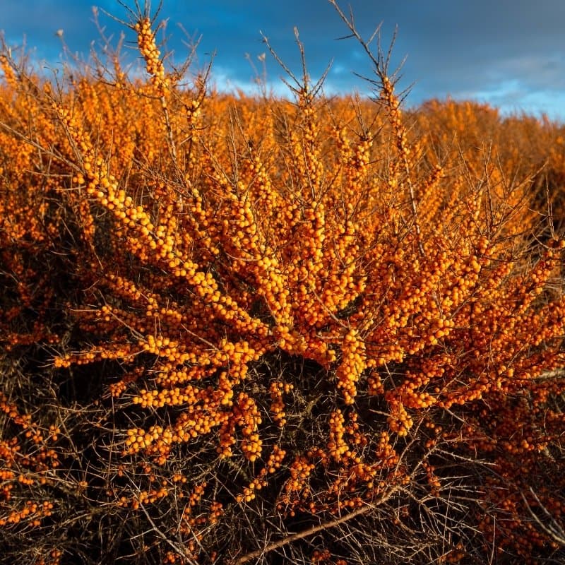 Himalayan Sea Buckthorn Seeds (Hippophae rhamnoides)