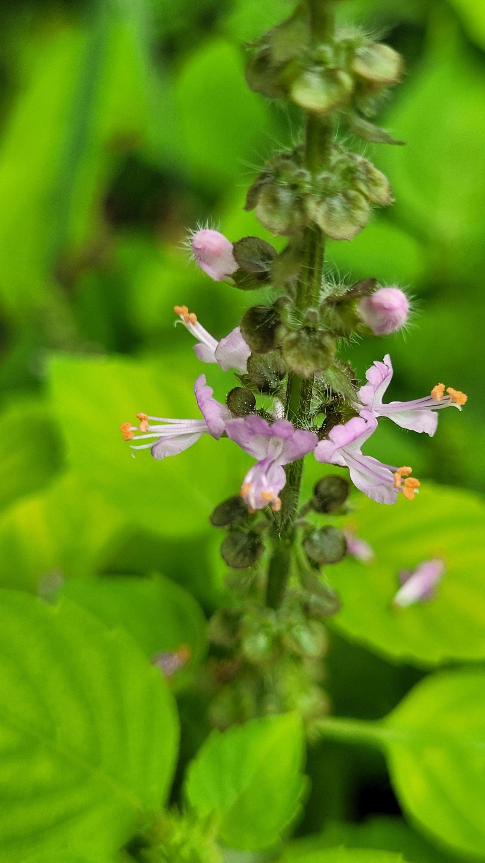 Holy basil, Rama Tulsi Seeds — product photo 13