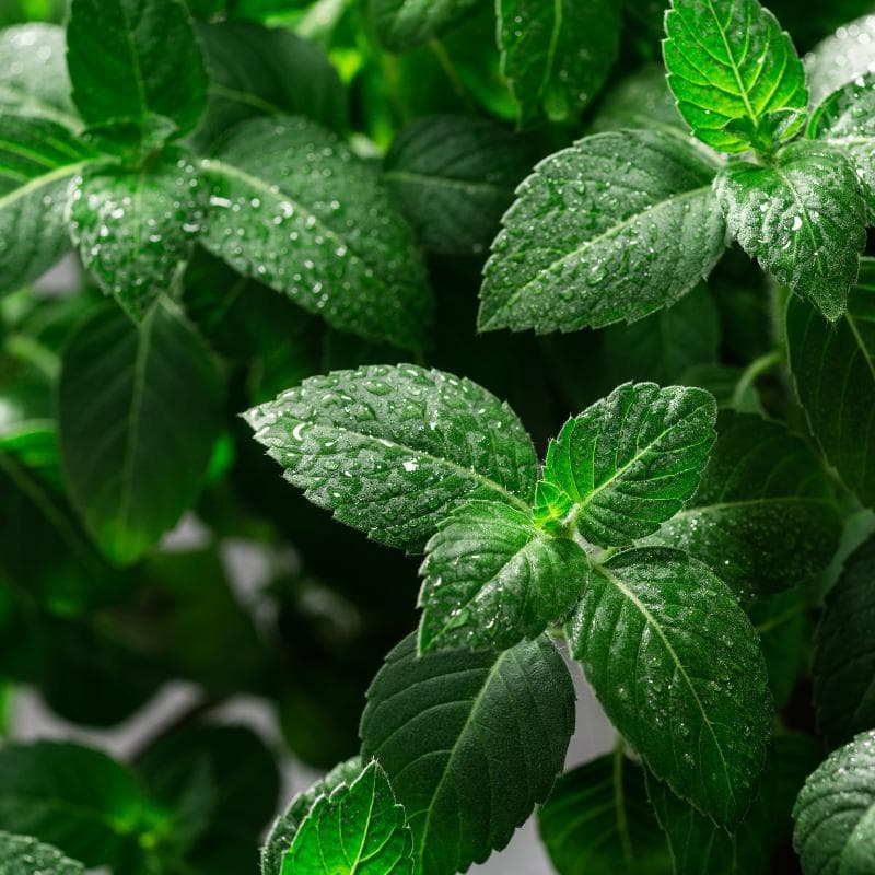 Holy basil, Rama Tulsi Seeds — product photo 4