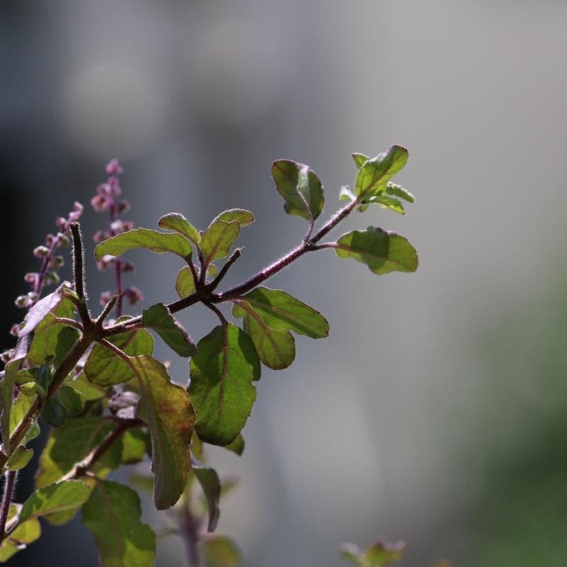 Holy basil, Rama Tulsi Seeds — product photo 3