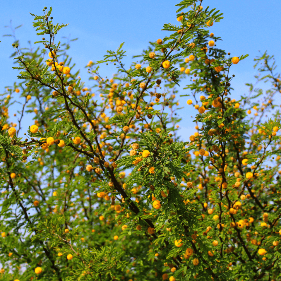 Acacia Nilotica, Babul, Thorn mimosa Seeds