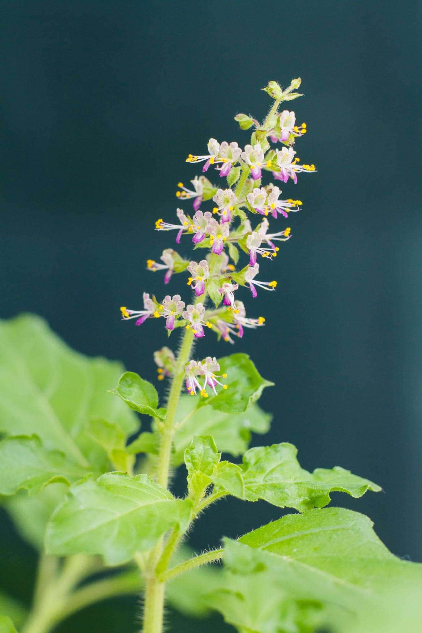 Holy basil, Rama Tulsi Seeds — product photo 12