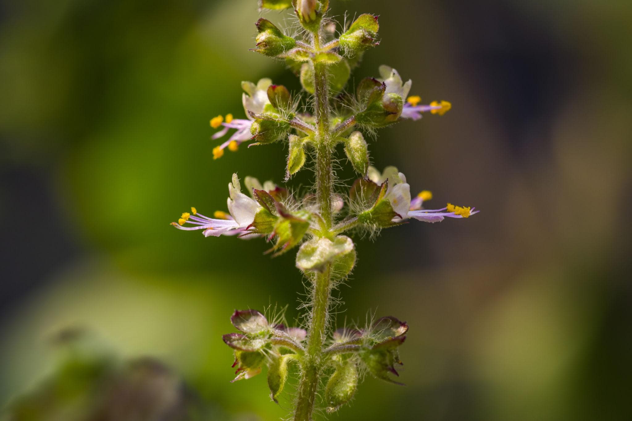 Holy basil, Rama Tulsi Seeds — product photo 15